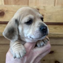 AKC boy 1 - Cream male Dachshund puppy in Grand Valley, Pennsylvania from Dachshunds on the Hill