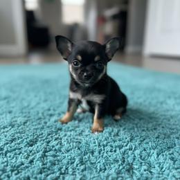 Ser Duncan the Dunk Henry - Black and tan male Chihuahua puppy in Harlan, Iowa from Home Grown Chihuahuas From Iowa