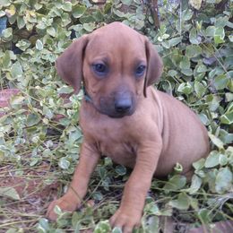 Addie - Rd whtn blk nose female Rhodesian Ridgeback puppy in Carney, Oklahoma from River Run Parson Russell terriers & River Run Ridgebacks