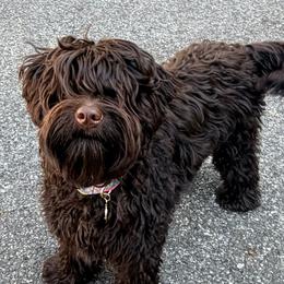 Dove - Australian Labradoodle