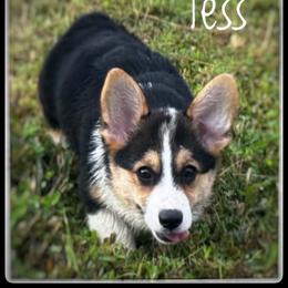 Tess - Black and tan female American Corgi puppy in Nortonville, Kansas from Low Riders Corgis & Mini Aussies