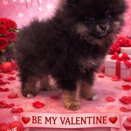 Elfie - Black and tan male Pomeranian puppy in Orange Grove, Texas from Davis Poms