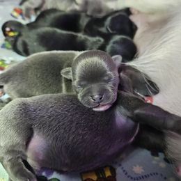 Chihuahua Puppies from Nadezhda's Chihuahuas