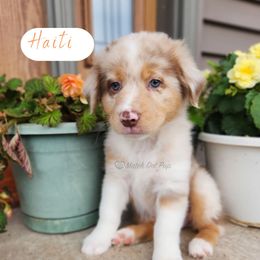 Haiti - Red merle male Australian Shepherd puppy in Pittsville, Wisconsin from Match Dot Pup