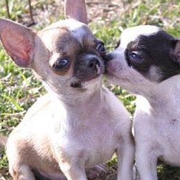 Chihuahuas from Catero Chihuahuas