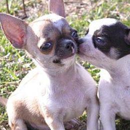 Chihuahuas from Catero Chihuahuas
