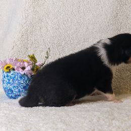 Girl 2 - Black white and tan Collie puppy in Centennial, Colorado from Nine Eves