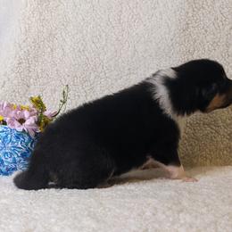 Girl 2 - Black white and tan Collie puppy in Centennial, Colorado from Nine Eves