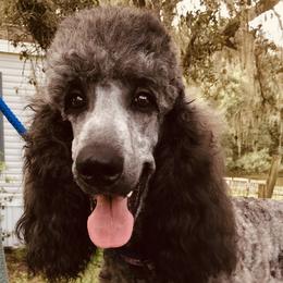 Mozart - Poodle
