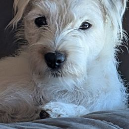 Imogene - Parson Russell Terrier