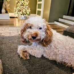 Daisy - Goldendoodle