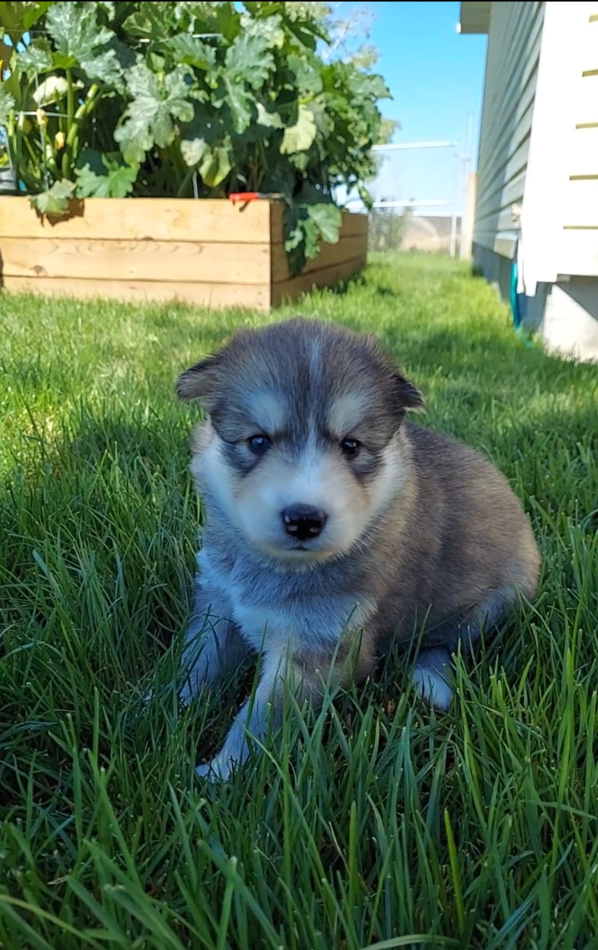 Companion Cross and Siberian Husky Puppies from Hatfield Huskies