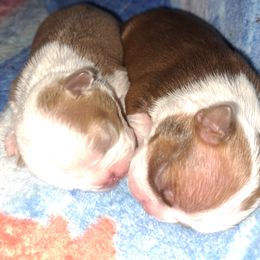 Boston Terrier Puppies from M&Bs Boston Terriers
