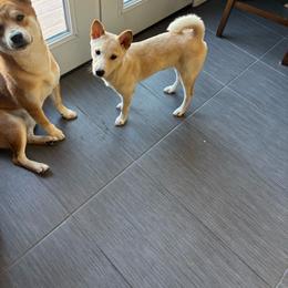 Luna - Cream female Shiba Inu puppy in Victorville, California from Adrianna's Shiba Inus