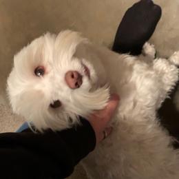 Miniature Schnauzer All Grown Up from Bella's Mini Schnauzers