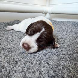 Focaccia (yellow) - Liver roan female German Shorthaired Pointer puppy in Marshfield, Missouri from Suma Kennels
