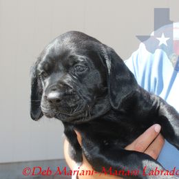 TEETER - Black female Labrador Retriever puppy in Liberty Hill, Texas from Mariani Labrador Retrievers