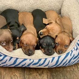 Dachshund Puppies from Doxiecru