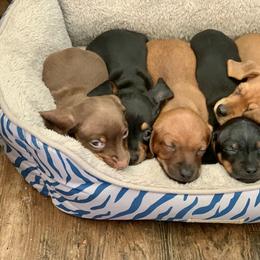 Dachshund Puppies from Doxiecru