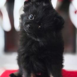 Pomeranian Puppies from Robbins Poms