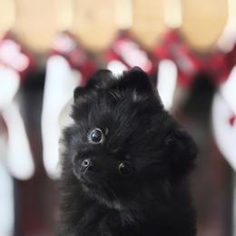 Pomeranian Puppies from Robbins Poms