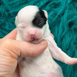 Patch - Black and tan male Chihuahua puppy in Franklin, North Carolina from A&J Cutie Pawtooties