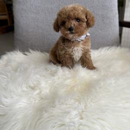 Ziam - Apricot male Goldendoodle puppy in Davie, Florida from Daviegoldendoodles