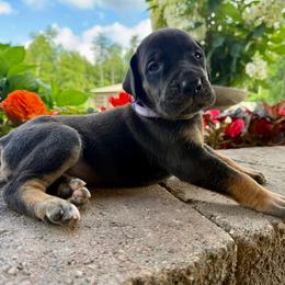 Light purple collar - Black female Great Dane puppy in Corsica, Pennsylvania from Ferguson Family Danes LLC