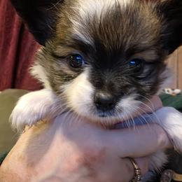 Boy 1 - White black and tan male Papillon puppy in Forest City, North Carolina from Eastern Papillions