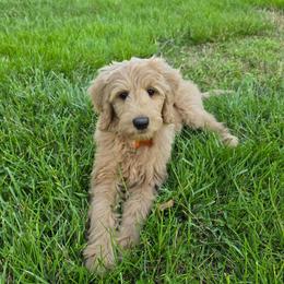 Alex - Apricot male Goldendoodle puppy in Georgetown, Tennessee from Georgetown Designer & Purebred Puppies