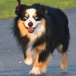 Outlaw - Toy Australian Shepherd