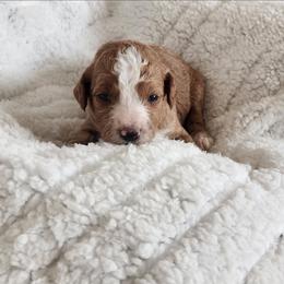 Bright Green - Apricot female Goldendoodle puppy in Cumming, Georgia from Chattahoochee Kennels