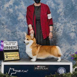 Dawn - Pembroke Welsh Corgi