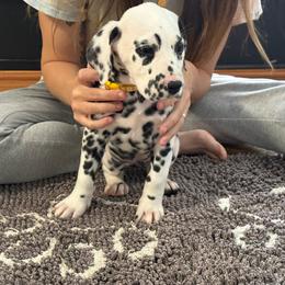 Piper - White and black female Dalmatian puppy in Louisa, Virginia from Dalmatian Creation LLC