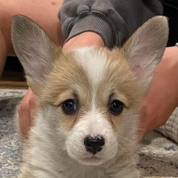 Buttercup - Red female Pembroke Welsh Corgi puppy in Urbana, Ohio from Edgewood Farm and Kennel