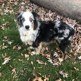 Roscoe - Australian Shepherd