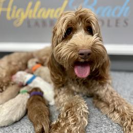 May - Australian Labradoodle