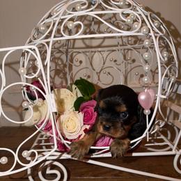 Elsa - Black and tan female Cavalier King Charles Spaniel puppy in Avoca, New York from Palladino’s Cavaliers of Upstate NY