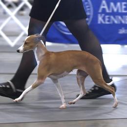 Nyxi - Italian Greyhound