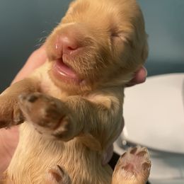 Australian Labradoodle and Double Doodle Puppies from Little Kingdom Doodles