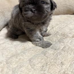 Shih Tzu Puppies from Snookums Shih Tzu