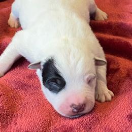 Australian Cattle Dog puppies from RnB Cattle Dogs
