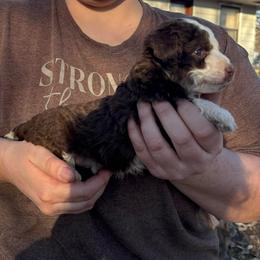 J.P. - Brown and white male Aussiedoodle puppy in Hopkins, Missouri from Mowry Creek Mini Aussiedoodles and More