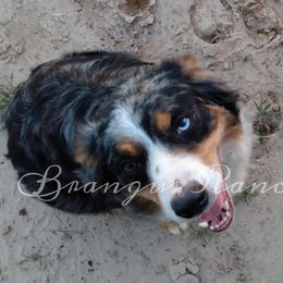 Summer - Australian Shepherd