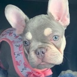 French Bulldogs from Bella Blu's Bullies