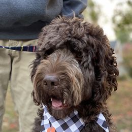 Bruce  - Newfipoo