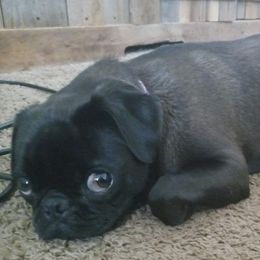 lil Lady - Pug