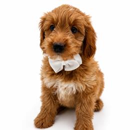 Peaches - Apricot female Goldendoodle puppy in Elmwood Park, Illinois from Goldens&MiniAussiesWithFinesse