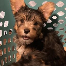 Assorted Doodle Crosses, Double Doodle, Maltipoo, Morkie, and Yorkipoo Puppies from Danza Bolo