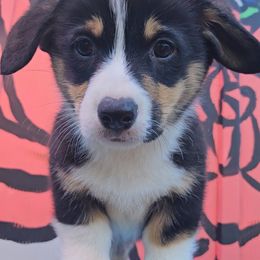 Pembroke Welsh Corgi Puppies from McMillion Corgis
